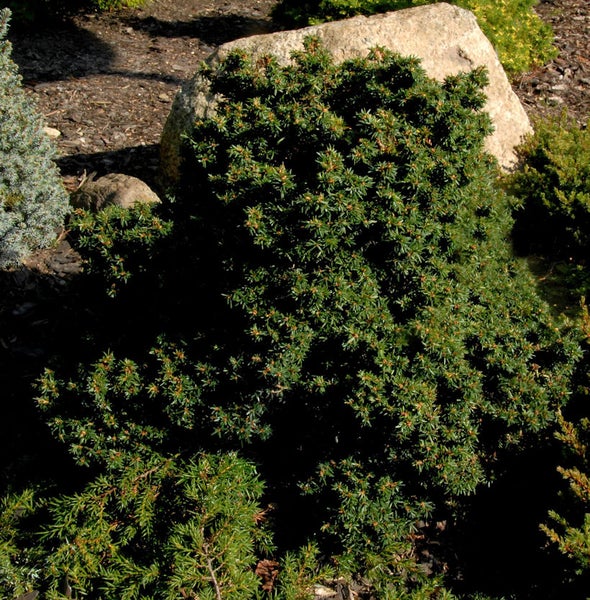 Nahaufnahme eines Zwergstrauches im Garten.