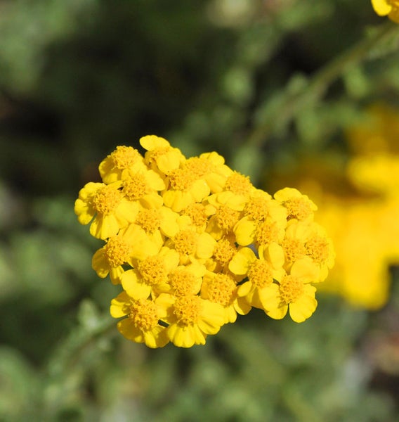 Nahaufnahme einer Schafgarbenblüte