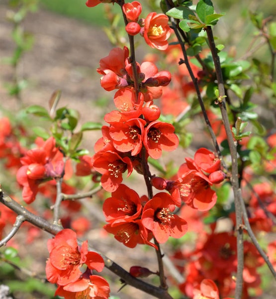 Nahaufnahme der Zierquitte mit Blüten