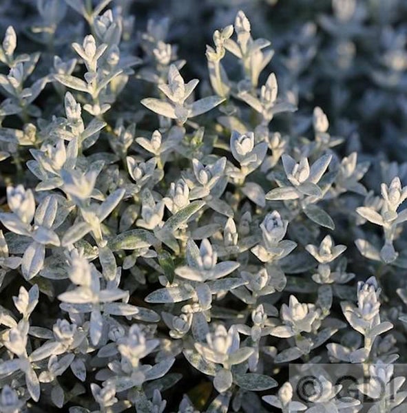 Silberblatt Pflanze Nahaufnahme