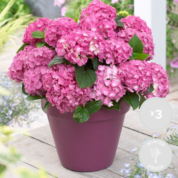 Bloomique - 3er-Set - Hydrangea Macrophylla Early Pink - Hortensie - Bauernhortensie - Gartenpflanzen - Winterhart - 20-30 cm Hoch - Topf 10,5 cm