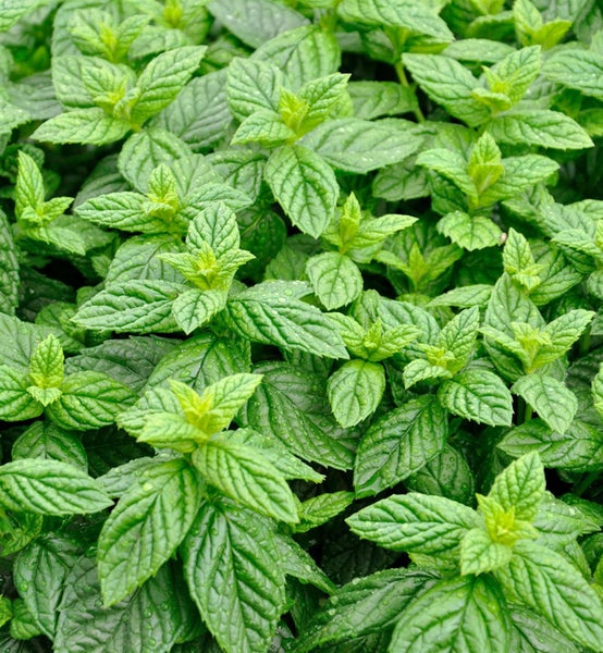 Nahaufnahme von Minze-Pflanzen