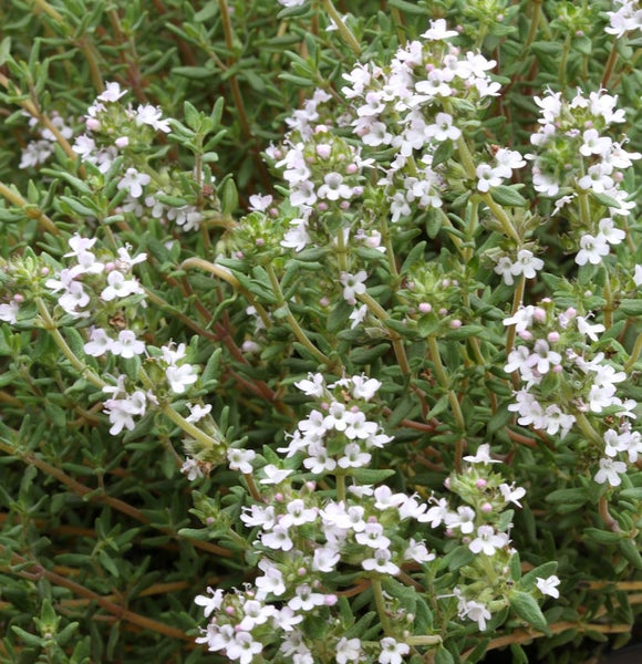 Thymianpflanze mit kleinen, weißen Blüten