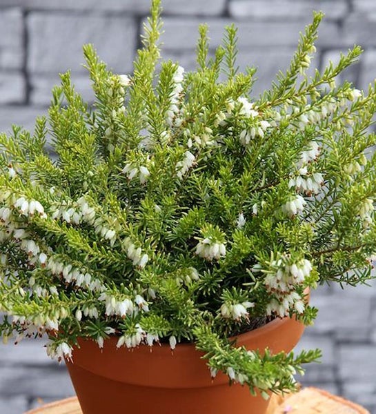 Topf mit blühender Schneeheide-Pflanze