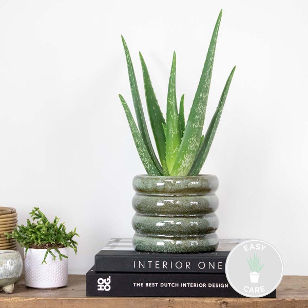 Bloomique - Aloe Vera Pflanze - Zimmerpflanzen - Sukkulenten - Sehr Pflegeleicht - Höhe 25-35 cm - Topf 10,5 cm