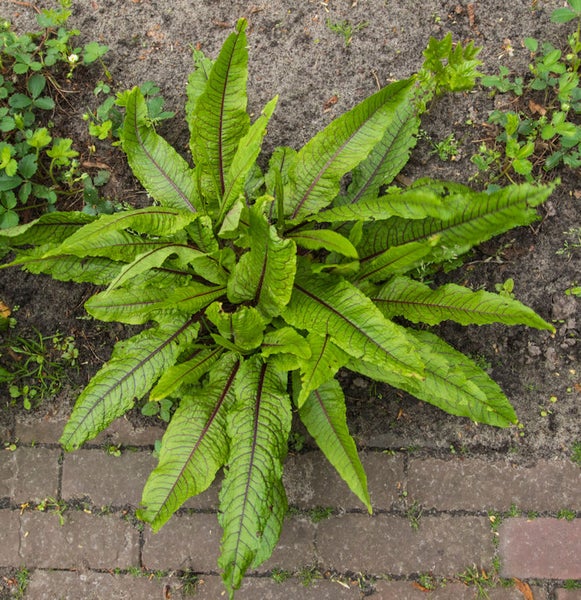 Sauerampfer Pflanze im Garten
