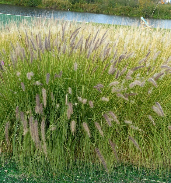 Dekoratives Lampenputzergras im Garten.