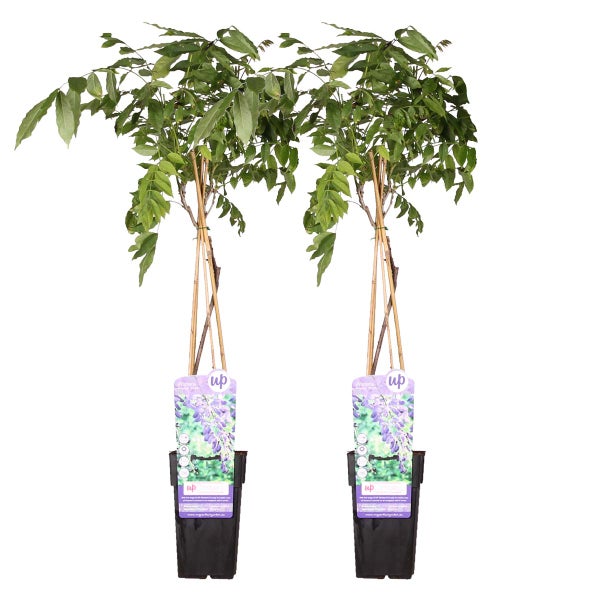 Zwei Blauregen Wisteria Kletterpflanzen in Pflanztöpfen mit hölzernen Rankhilfen.