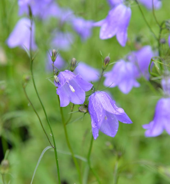 Glockenblumen mit Wassertropfen im Detail