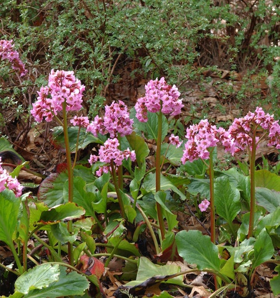 Bergenie mit rosa Blüten im Garten