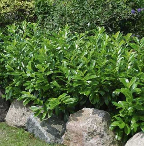 Im Bild ist eine Kirschlorbeerhecke zu sehen, die mit Steinen eingefasst ist.