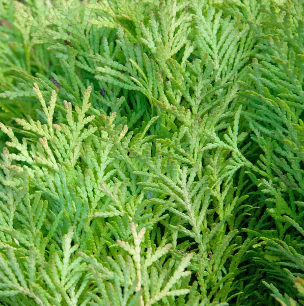 Detailaufnahme von immergrünem Lebensbaum