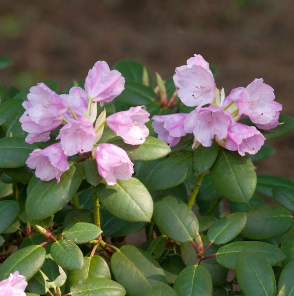 Rhododendron mit rosa Blüten und grünen Blättern