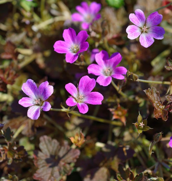 Nahaufnahme von lila Storchschnabelblüten im Garten