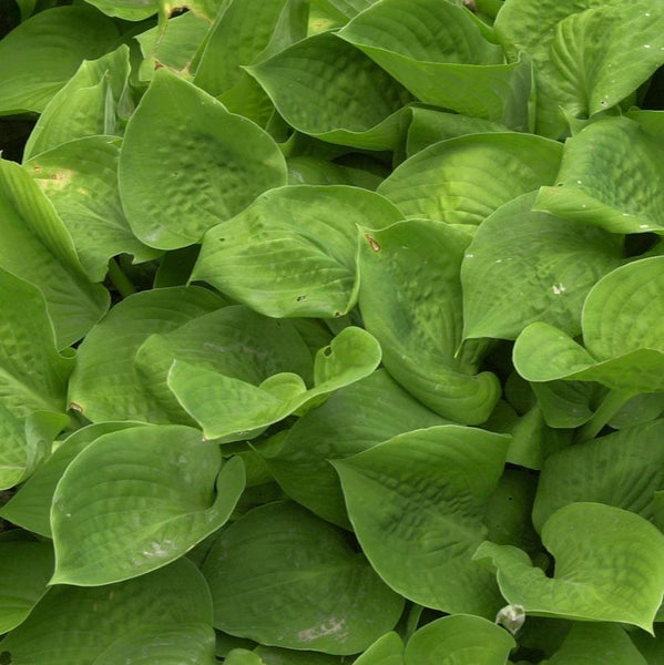 Nahaufnahme von Funkienblättern