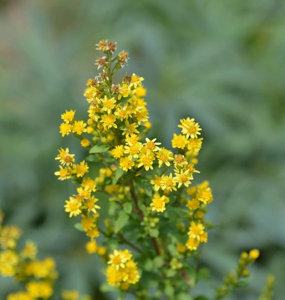 Goldrute mit gelben Blüten