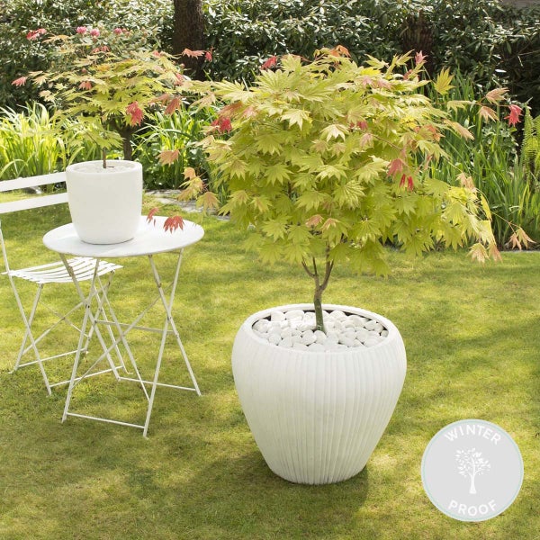 Bloomique - Acer Shirasawanum Moonrise - Japanischer Ahorn auf Stamm - Gartenpflanzen - Baum - Winterhart - 80-100 cm Hoch - Topf 19 cm