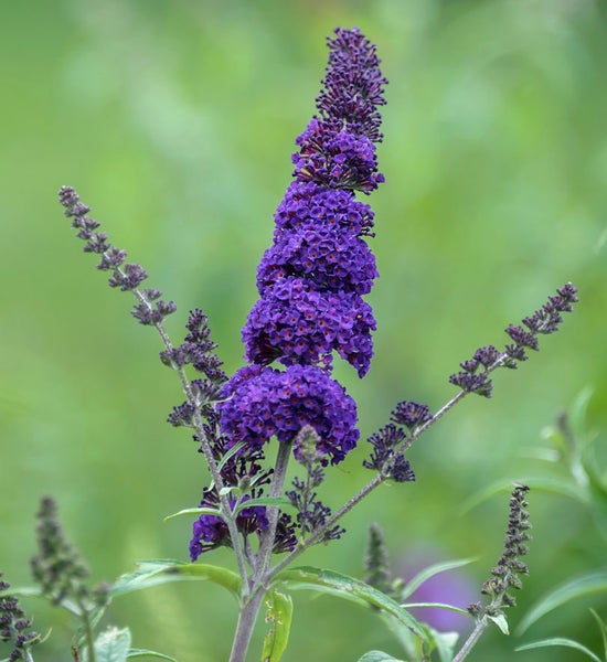 Blüte des Schmetterlingsflieders im Nahbereich