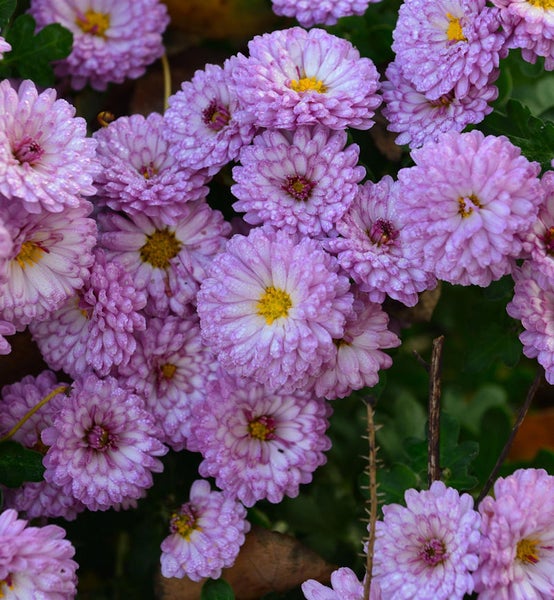 Nahaufnahme von lila Chrysanthemenblüten