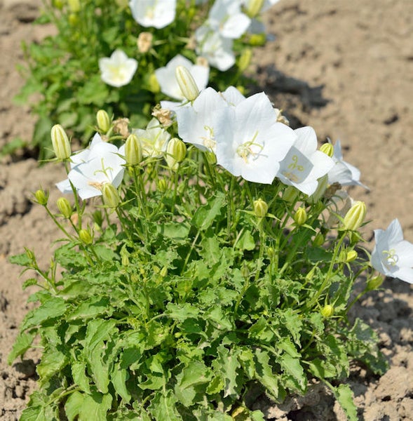 Glockenblumen mit weißen Blüten im Gartenbeet