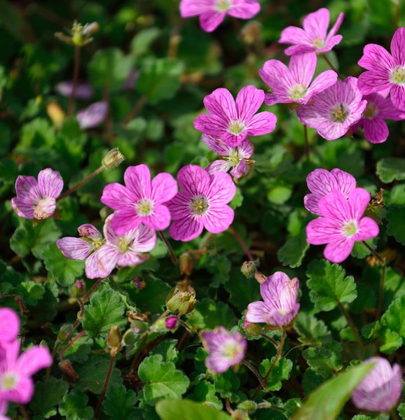 Nahaufnahme von blühendem Ruprechtskraut mit grünen Blättern