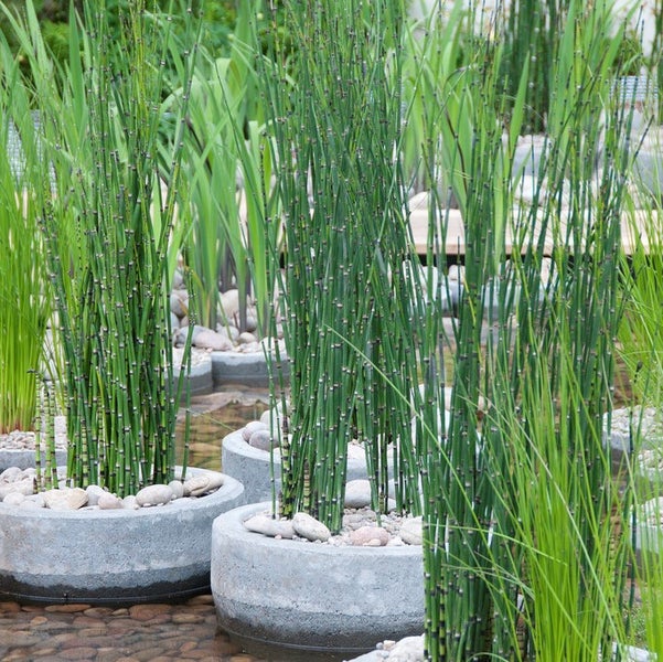 Juncus Spiralis – Korkenziehergras – Pflegeleicht – Zone 1/2 – ⌀9cm - ↕30-40 cm