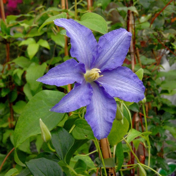 Blüte der Clematis im Detail