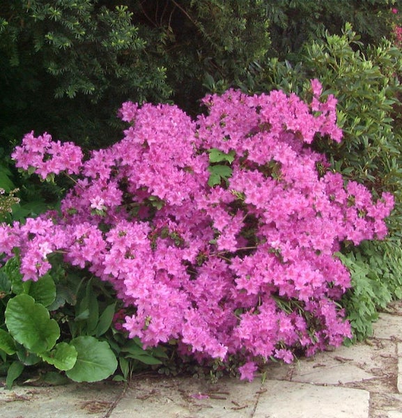 Blühender Rhododendron im Garten