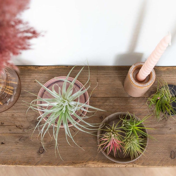 5x Tillandsia Mix - Luftpflanzen - Zimmerpflanze - Pflegefreundlich