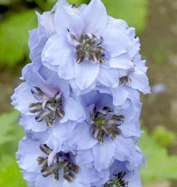 Nahaufnahme einer blauen Ritterspornblüte