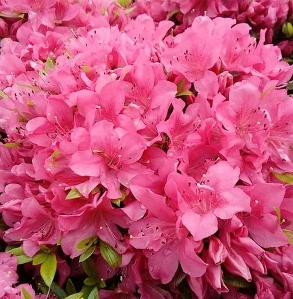 Nahaufnahme einer Azaleenpflanze mit rosa Blüten