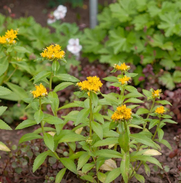 Goldwurz-Pflanze mit gelben Blüten und grünen Blättern im Garten