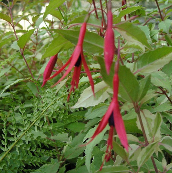 Fuchsienblüten im Garten