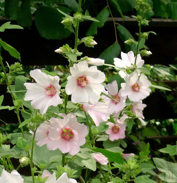 Blühende Strauchpappel im Garten
