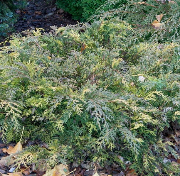 Wacholderbusch im Garten