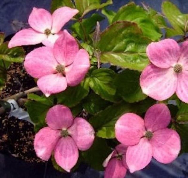 Blühender Blumenhartriegel mit rosa Blüten und grünen Blättern.