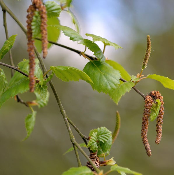 Nahaufnahme von Birkenzweigen mit Blättern und Blütenständen