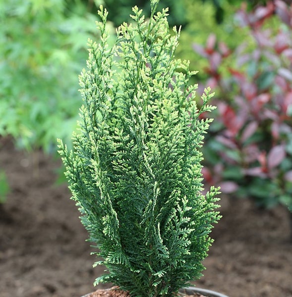 Zypresse in Topf für den Garten