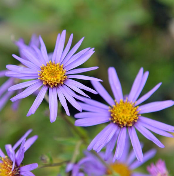 Nahaufnahme von lila Raublattastern mit gelber Blütenmitte
