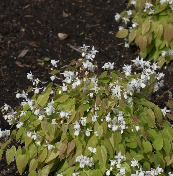 Elfenblume mit weißen Blüten und herzförmigen Blättern im Gartenbeet