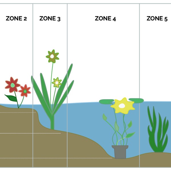 Hippuris Vulgaris – Lidsteng – Teichpflanze – Pflegeleicht – Zone 2 bis 5 – ⌀11cm - ↕15-25 cm