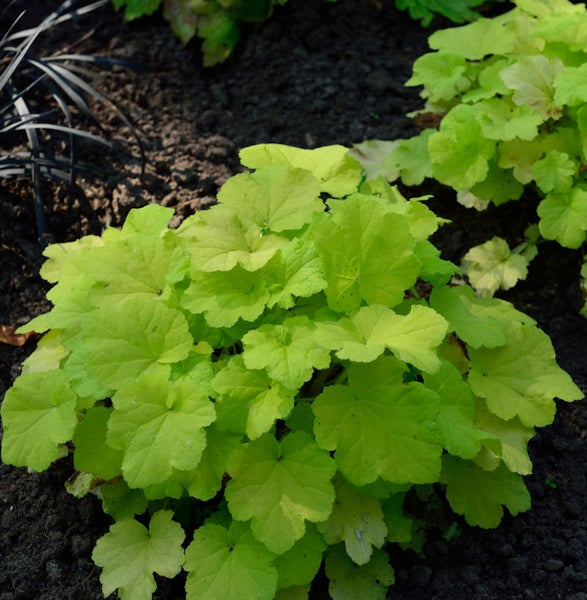 Heuchera Pflanze im Gartenbeet.