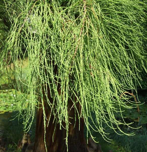 Nahaufnahme einer Sumpfzypresse mit hängenden Ästen