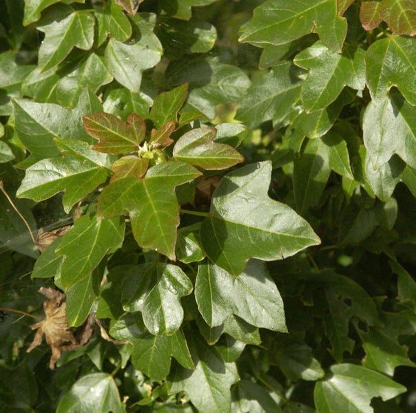 Nahaufnahme von Efeu mit grünen Blättern
