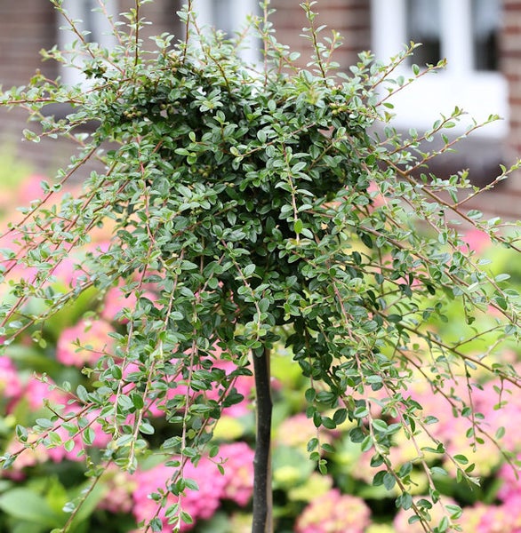 Im Bild ist ein Kriechmispelbaum im Garten zu sehen.