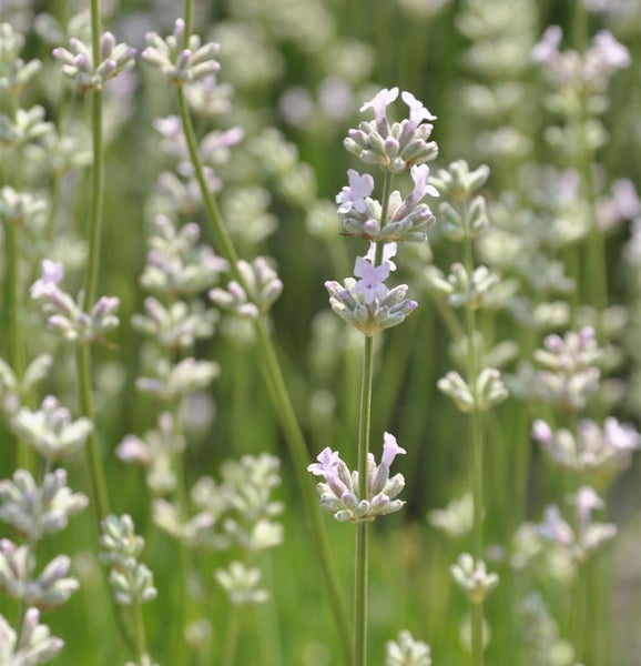 Nahaufnahme von Lavendelblüten im Feld