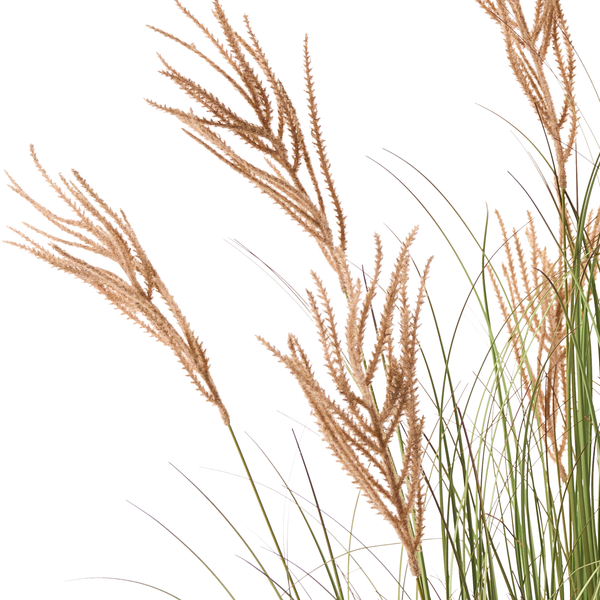 Ziergras mit Halmen und Blättern
