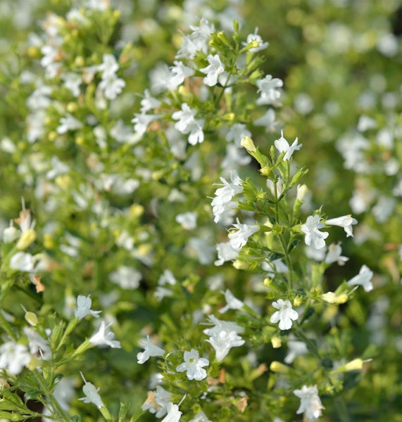 Nahaufnahme einer Pflanze mit kleinen weißen Blüten