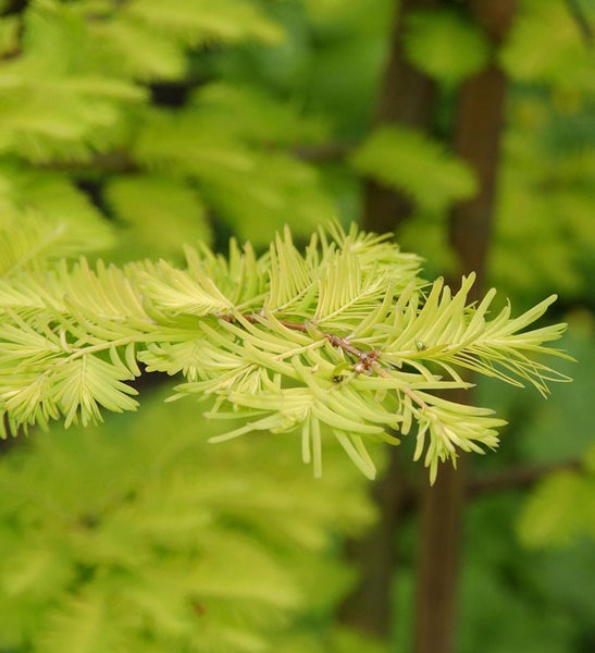 Zweig einer Goldzypresse mit Nadeln