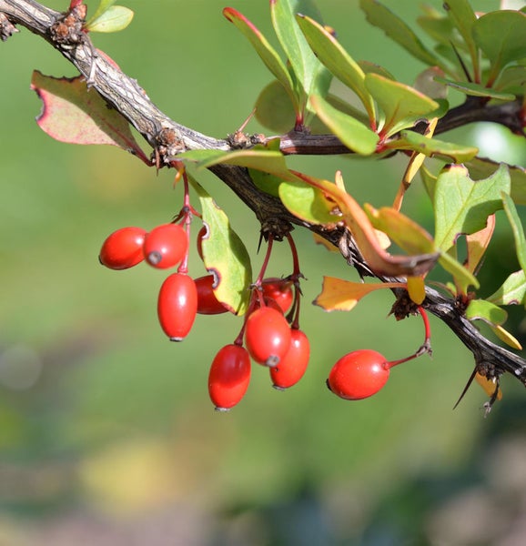 Zweig mit Berberitzenfrüchten und Blättern
